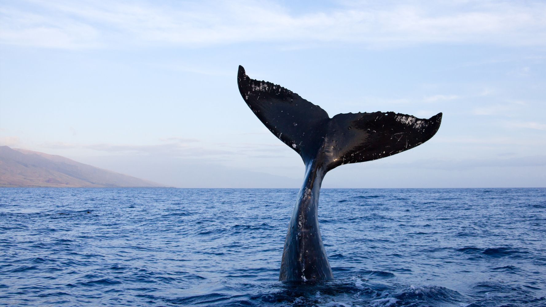 whale tail دم وال